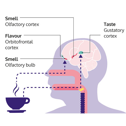 Taste and smell illustration. An x-ray image of a head with arrows and texts showing which parts of the brain control taste and smell.