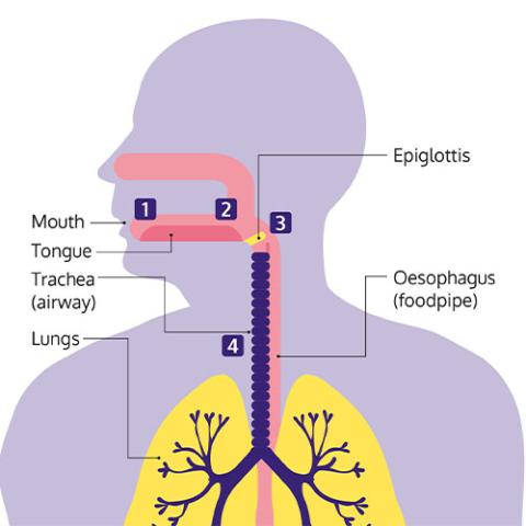 diagram of swallowing stages 